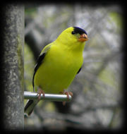 Goldfinches
