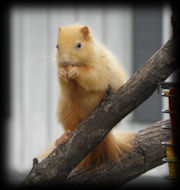 Squirrels - Goldie