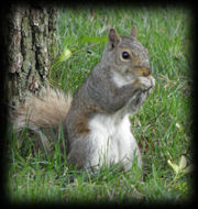 Squirrels - White Belly