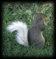 Squirrels - White Tail