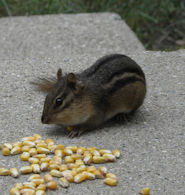 Chipmunks