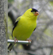 Goldfinches