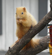 Squirrels - Goldie