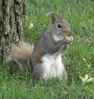 Squirrels - White Belly