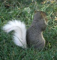 Squirrels - White Tail