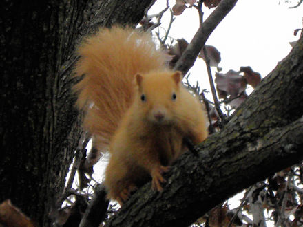 Squirrel-Goldie
