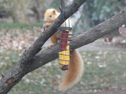 Squirrel-Goldie