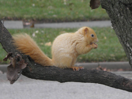 Squirrel-Goldie