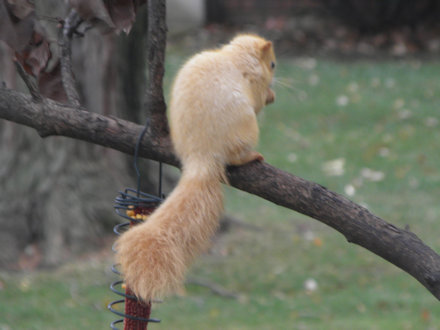 Squirrel-Goldie