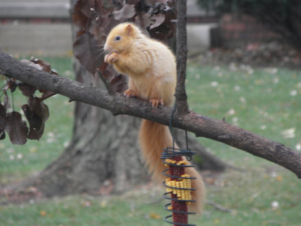 Squirrel-Goldie
