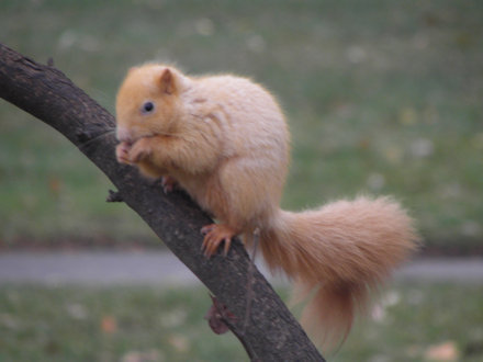 Squirrel-Goldie