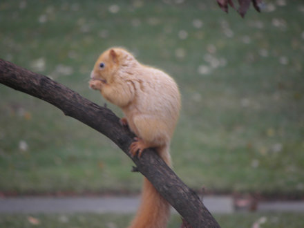 Squirrel-Goldie