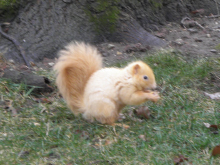 Squirrel-Goldie