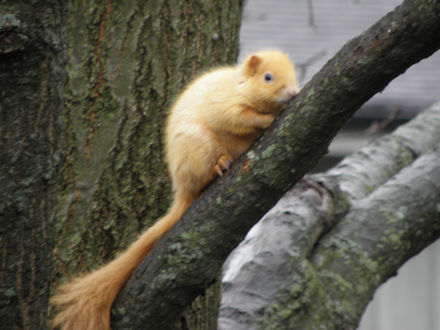 Squirrel-Goldie