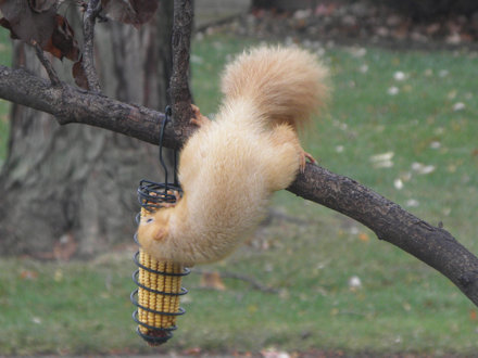 Squirrel-Goldie