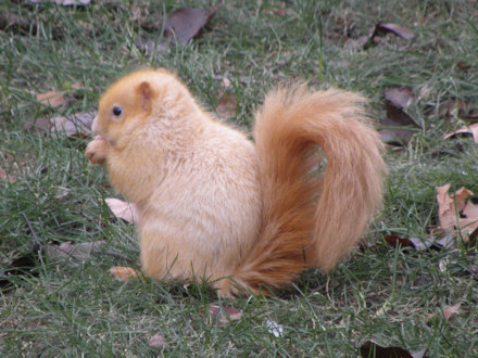 Squirrel-Goldie