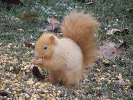 Squirrel-Goldie