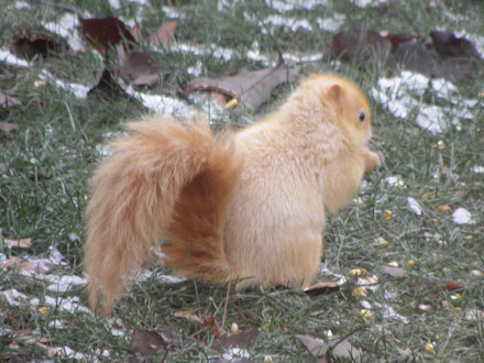 Squirrel-Goldie
