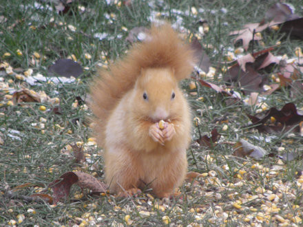 Squirrel-Goldie