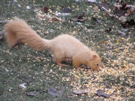 Squirrel-Goldie