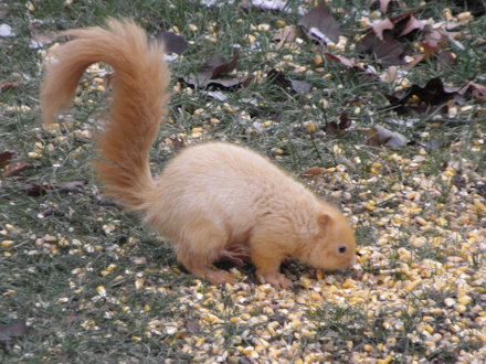 Squirrel-Goldie