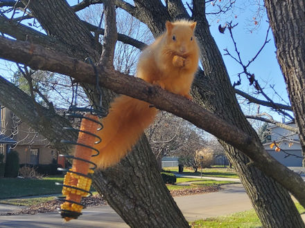 Squirrel-Goldie