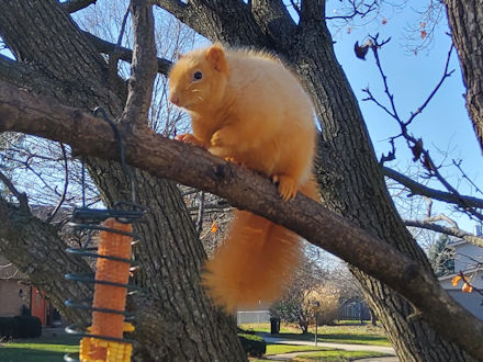 Squirrel-Goldie
