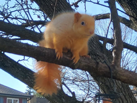 Squirrel-Goldie