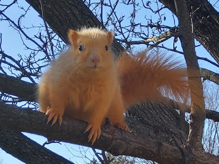 Squirrel-Goldie