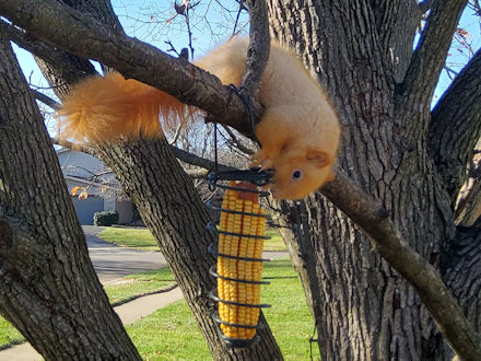 Squirrel-Goldie