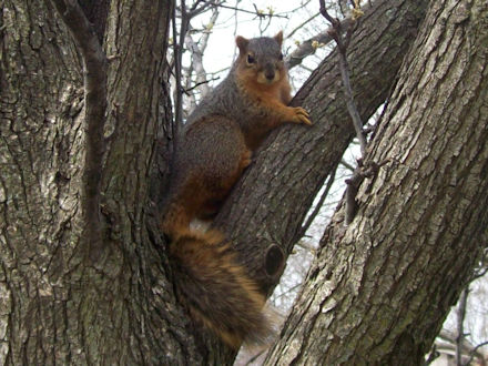 Squirrel