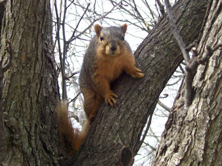 Squirrel