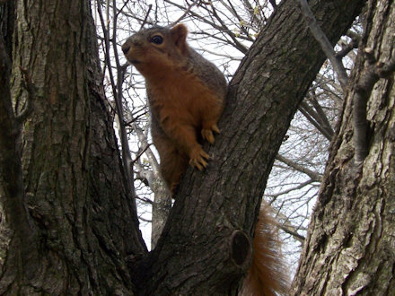 Squirrel