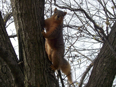 Squirrel