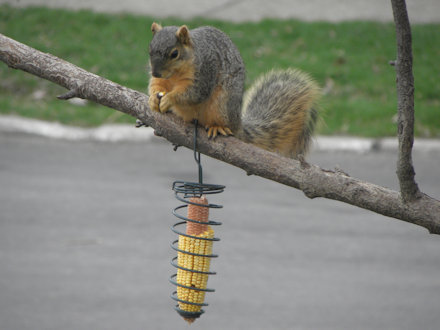 Squirrel