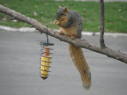 Squirrel