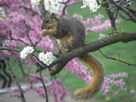 Squirrel