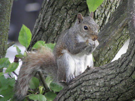 Squirrel - White Belly