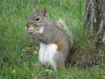 Squirrel - White Belly
