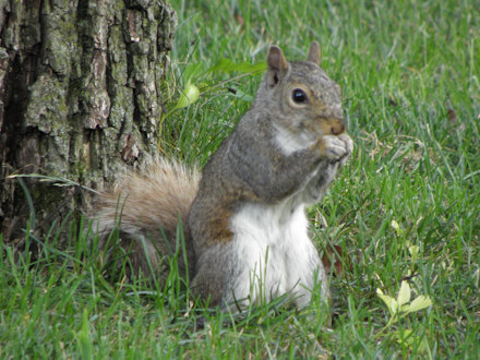 Squirrel - White Belly