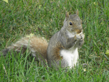 Squirrel - White Belly
