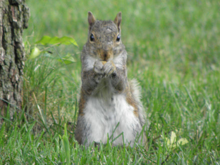 Squirrel - White Belly