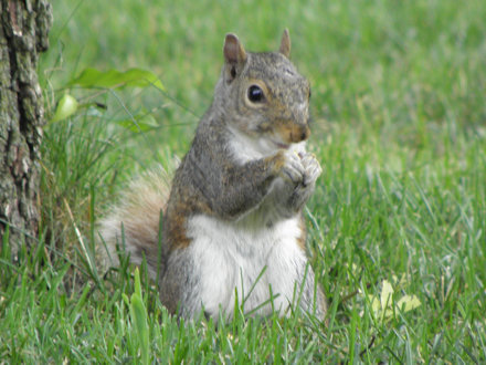 Squirrel - White Belly