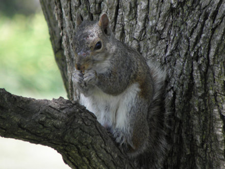 Squirrel - White Belly