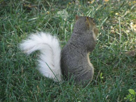 Squirrel - White Tail