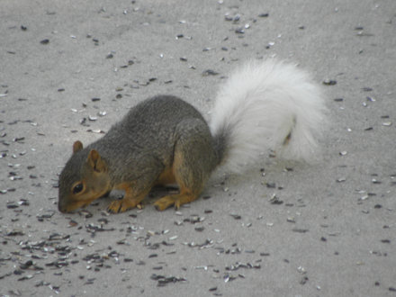 Squirrel - White Tail