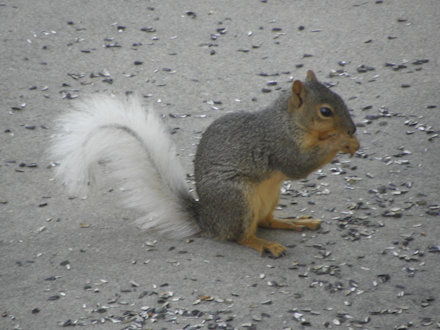 Squirrel - White Tail
