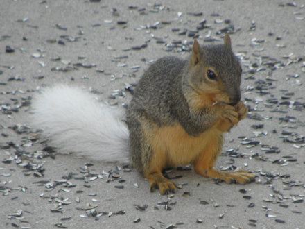 Squirrel - White Tail
