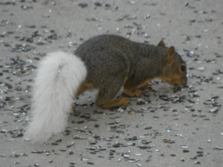 Squirrel - White Tail
