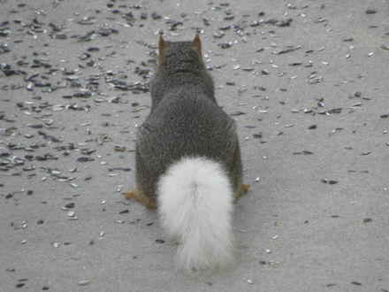 Squirrel - White Tail